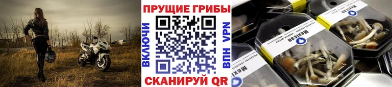 Галлюциногенные грибы GOLDEN TEACHER  Купить где  Пошехонье 